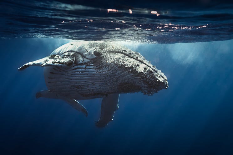 whale