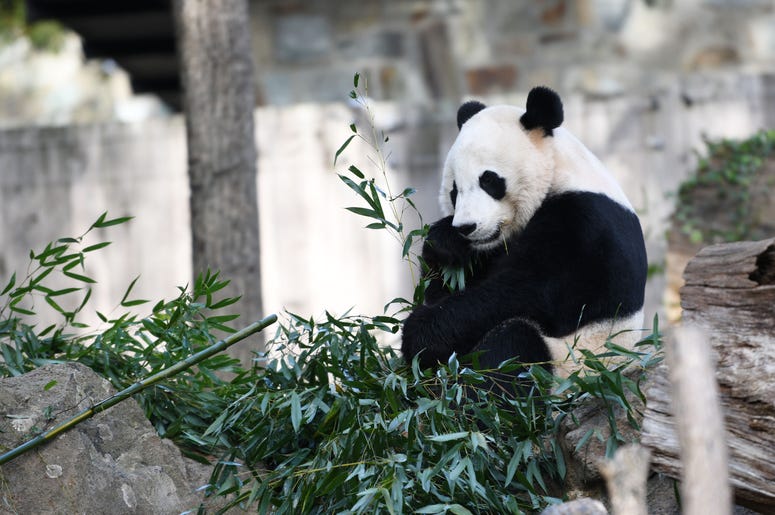 U.S.-born male giant panda Bei Bei is seen at the Smithsonian's National Zoo in Washington D.C., the United States, on Nov. 11, 2019. A weeklong farewell party for U.S.-born male giant panda Bei Bei, who is to depart the Smithsonian's National Zoo for Chi U.S.-born male giant panda Bei Bei is seen at the Smithsonian's National Zoo in Washington D.C., the United States, on Nov. 11, 2019. A weeklong farewell party for U.S.-born male giant panda Bei Bei, who is to depart the Smithsonian's National Zoo for Chi