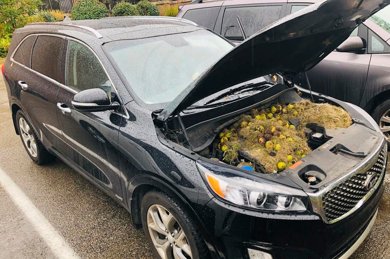 En esta imagen del lunes 7 de octubre de 2019, cortesía de Chris Persic, se observan nueces y césped debajo del capó de su camioneta familiar en el área de Pittsburgh. En esta imagen del lunes 7 de octubre de 2019, cortesía de Chris Persic, se observan nueces y césped debajo del capó de su camioneta familiar en el área de Pittsburgh.