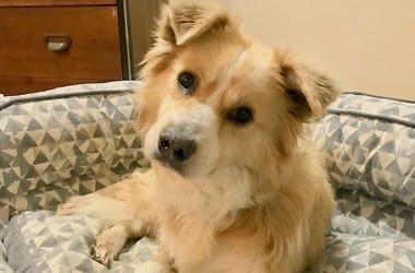 Cleveland APLs adoptable dog Buddy in his foster home