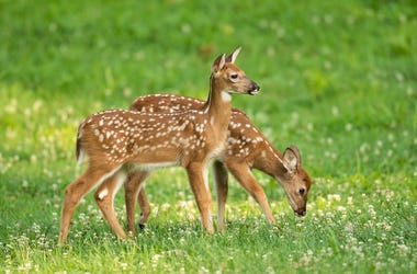 Two whitetail deer fawns with spots in an open meadow in summer