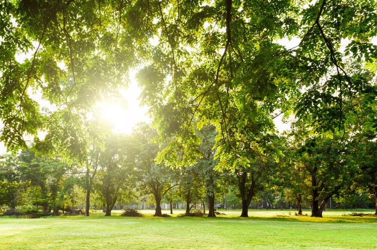 Park Park