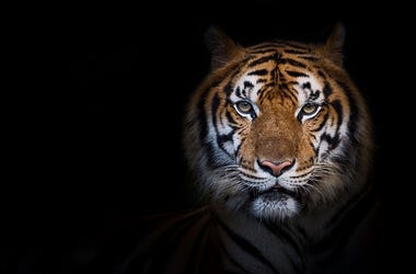 Portrait of tiger
