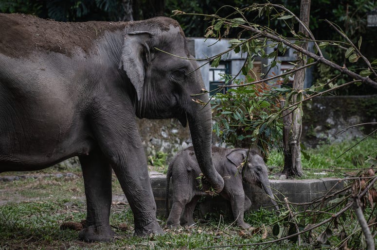 Thanks for visiting me. Got any peanuts?? elephants