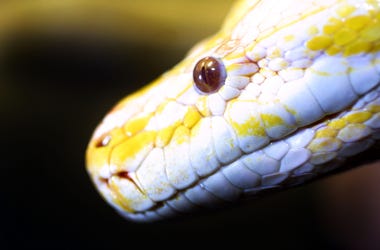 yellow python