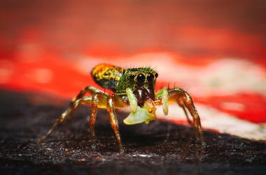 peacock spider