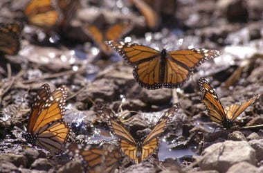 Going to Mexico for the winter monarch