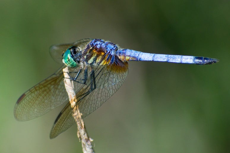 Dragonfly nature reserve