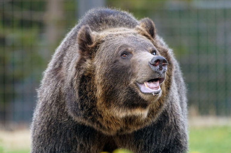 A grizzly bear living at the Grizzly & Wolf Discovery Center in West Yellowstone, Montana, explores its enclosure. Animals living in the discovery center were either rescued from the wild while young or injured, or faced euthanization because they posed a