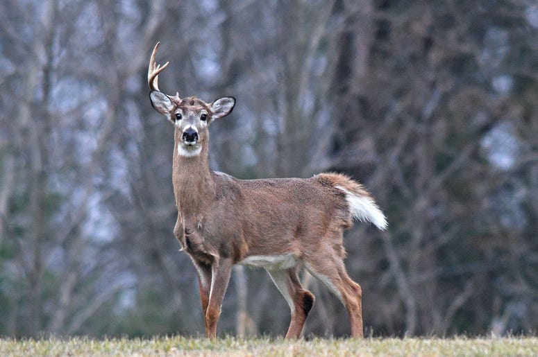 A one-antlered buck grazes a field in Ontario in the late afternoon. Deer shed their antlers in the winter and regrow them in the summer. Mnj Wild Art Deer