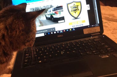 Prince at my laptop. A story of the sudden flood that almost caught up to my car is in the background. Prince At Computer