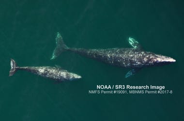 Aerial image of an adult female gray whale and her calf as they migrated north off Central California in April 2019. Images like this are being used to assess the condition of the mothers and the growth of their calves. Gray Whale And Calf