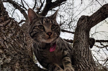 Our furry buddy Tree Cat in Spokane, Wash. We encountered him on every walk through town, and he tried to follow us home. Tree Cat Our furry buddy Tree Cat in Spokane, Wash. We encountered him on every walk through town, and he tried to follow us home. Tree Cat