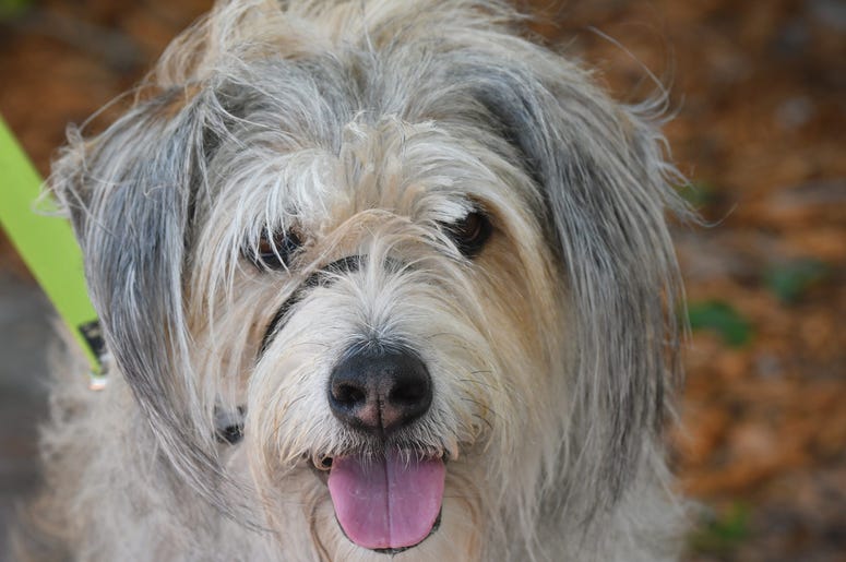 A mixed breed dog named Grover attended the event. The Village Idiot Pub on Harrison Street in Cocoa Village hosted Village Strikes Back Against Dorian, a Sunday event at Riverfront Park to raise money for The Red Cross relief efforts in the Bahamas, foll