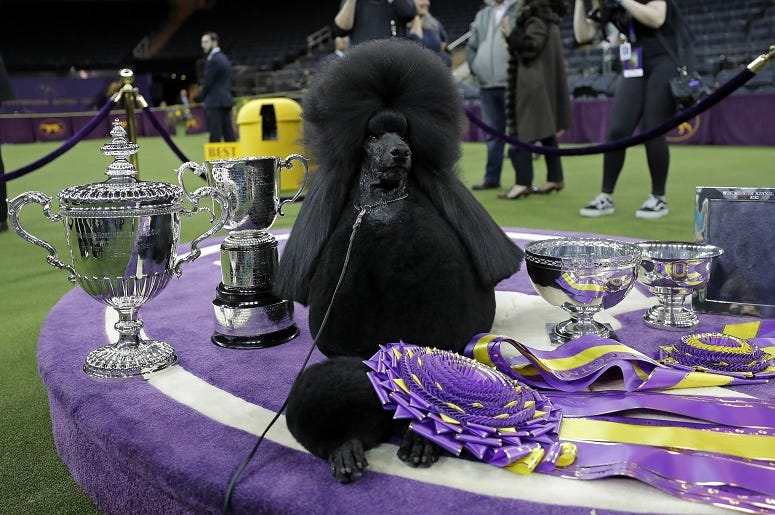 Westminster Dog Show