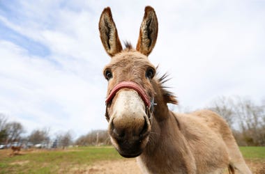 A mini donkey at Panther Creek Rescue on Thursday, March 26, 2020. Panther Creek Rescue is a farm animal rescue that takes in and rehomes anything from horses and pigs to goats and chickens. Tanimal Rescue00082