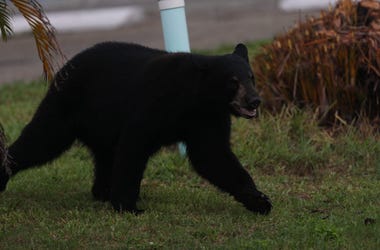A juvenile black bear spent the morning, Tuesday, May 25, 2020, roaming through Fort Myers. It was eventually tracked down by members of the Florida Fish and Wildlife Conservation Commission and a bear trapper at Cement Industries on Hanson Street in Fort