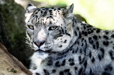 A snow leopard rests in the shade at the Potter Park Zoo, which opened to the general public on Thursday, June 18, 2020, in Lansing. 200618 Zoo Opens 010a