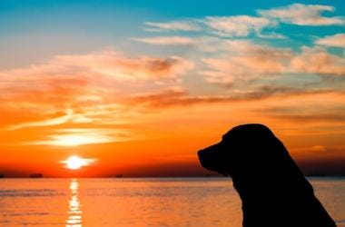 Dog and sunset