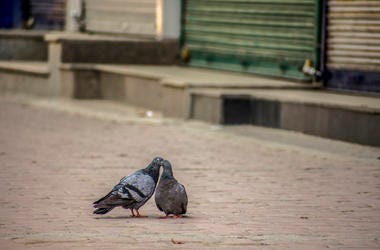 pigeons