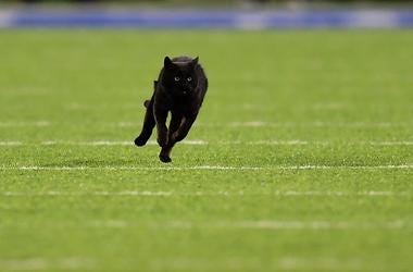 A black cat runs on the field during the second quarter of the New York Giants and Dallas Cowboys game at MetLife Stadium