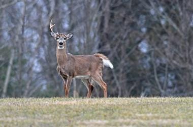 A one-antlered buck grazes a field in Ontario in the late afternoon. Deer shed their antlers in the winter and regrow them in the summer. Mnj Wild Art Deer
