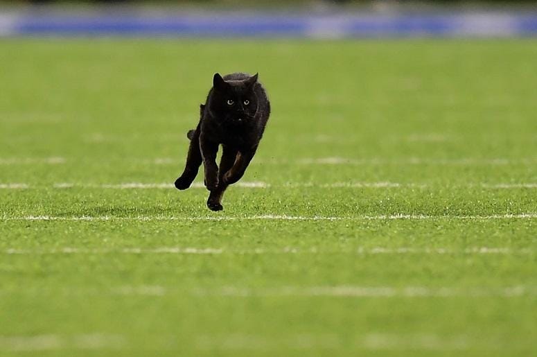 A black cat runs on the field during the second quarter of the New York Giants and Dallas Cowboys game at MetLife Stadium