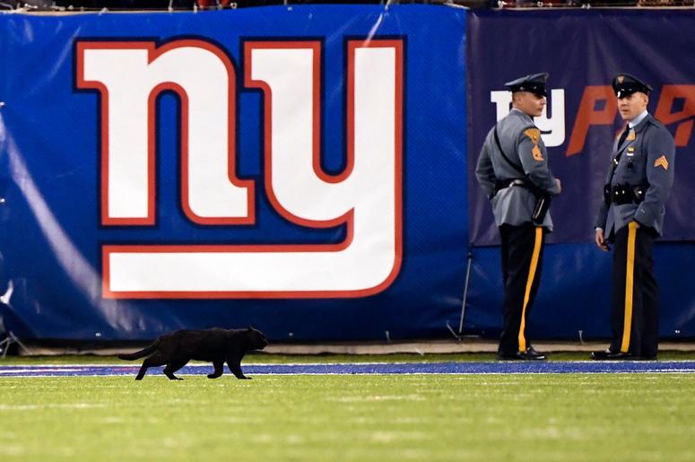 A black cat runs onto the field during the first half of Monday Night Football at MetLife Stadium. The New York Giants host the Dallas Cowboys in NFL Week 9 on Monday, Nov. 4, 2019, in East Rutherford. Nyg Vs Dal