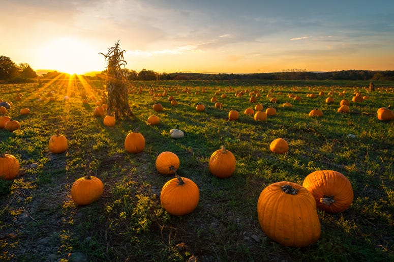 Pumpkin Patch