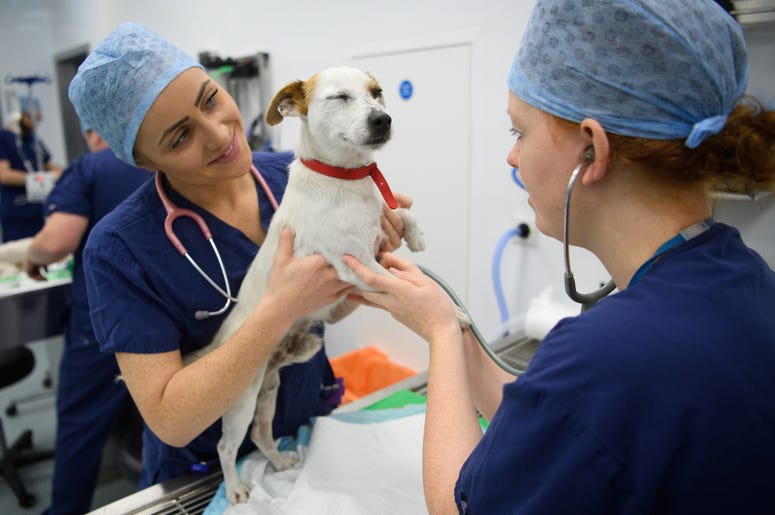 Puppy at veterinarian Veterinary visit