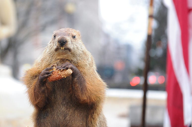 Groundhog