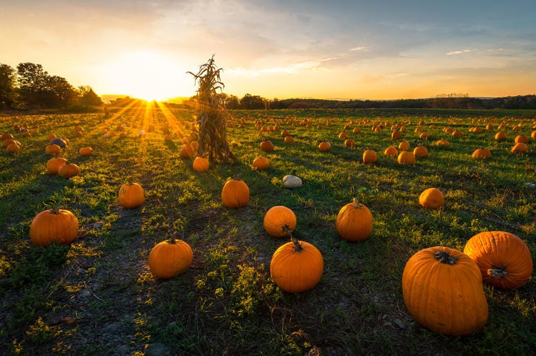 Pumpkin Patch