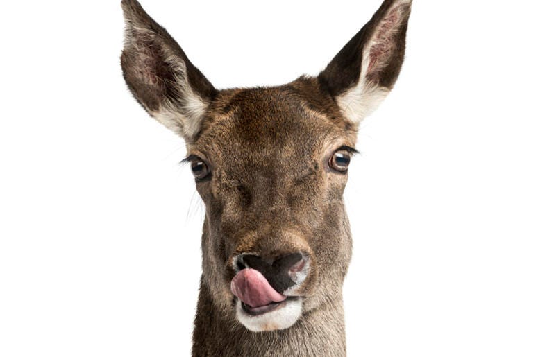 Hello Deer