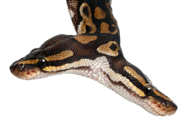 2 headed snake