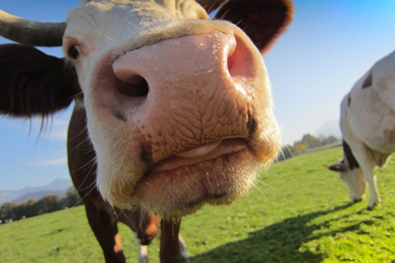 Happy Cow