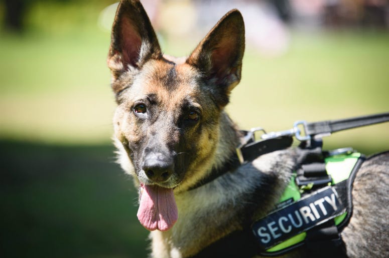 police dog police dog