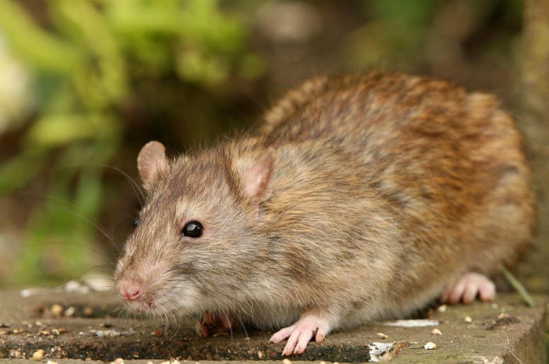 rat rat