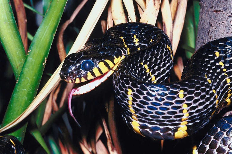snake snake