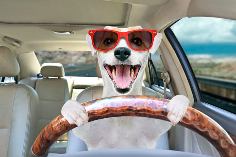 Dog in car Dog In car