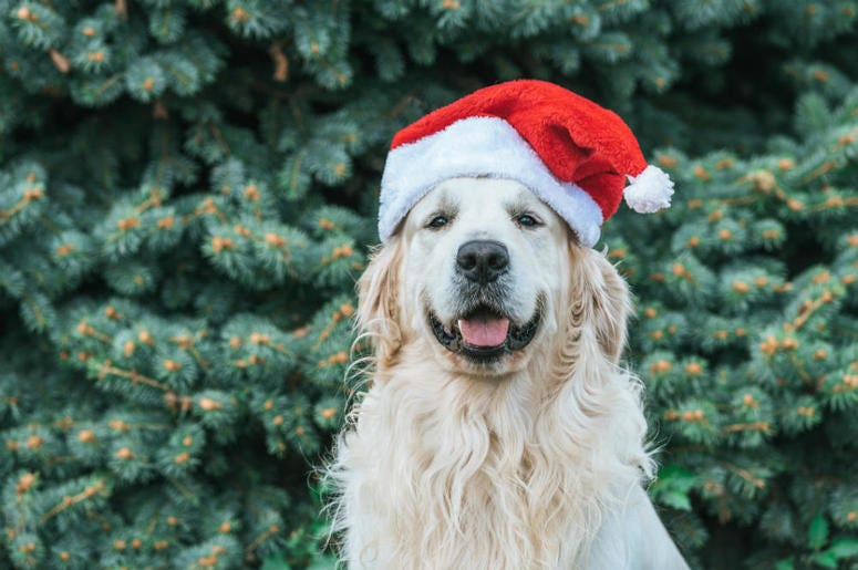dog in santa hat dog in santa hat