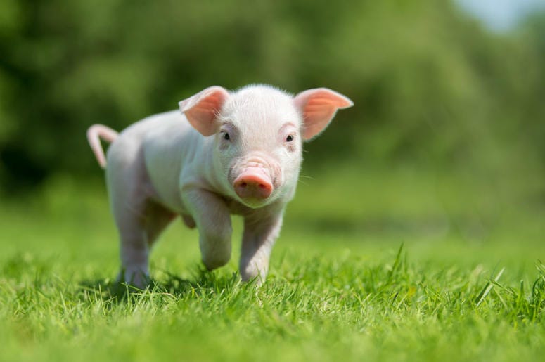 piggy pig