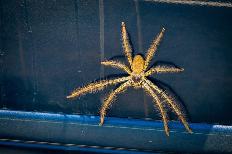 spider spider