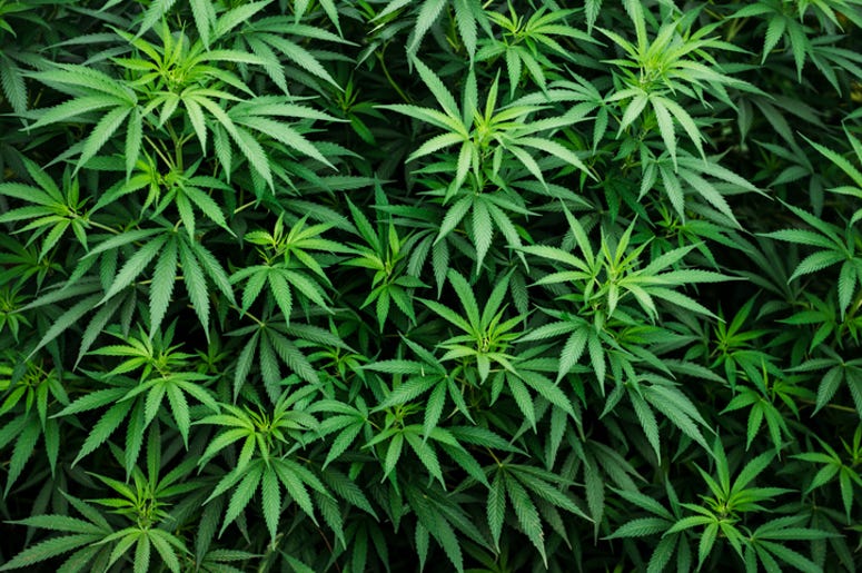 marijuana marijuana