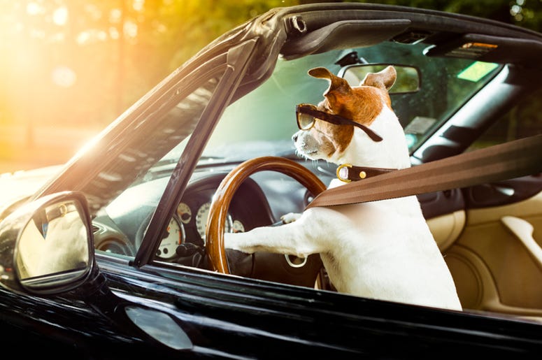 driving dog driving dog