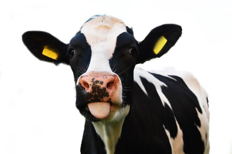 cow cow