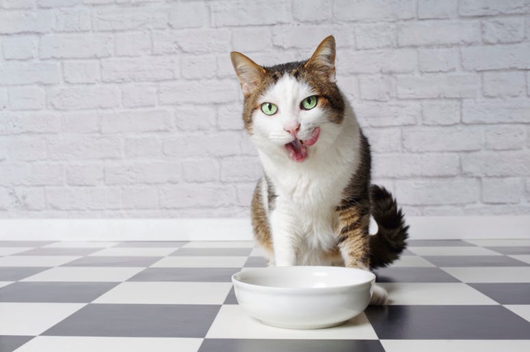 hungry kitty hungry kitty