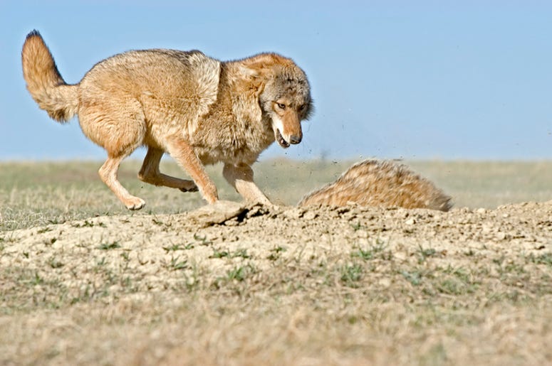 coyote and badger coyote and badger