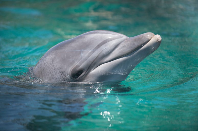 sea world orlando sea world orlando