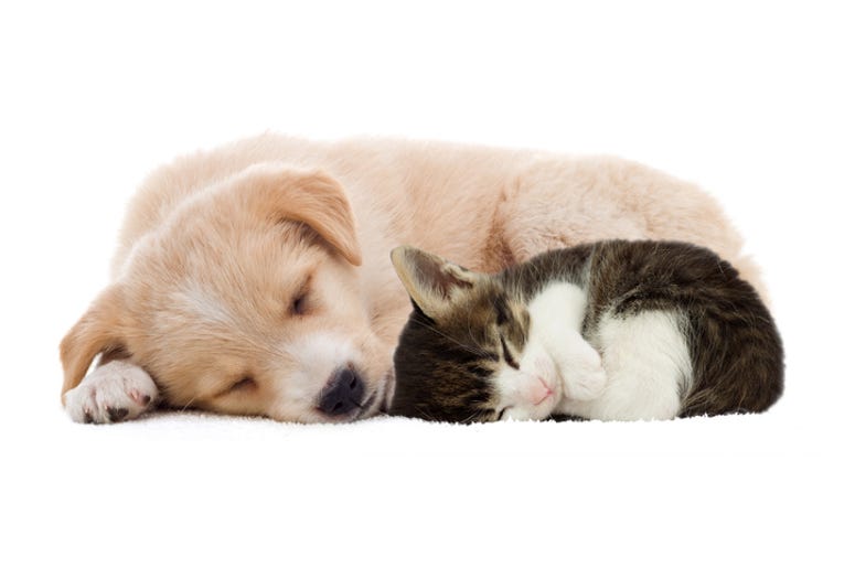 kitten sleeping kitten sleeping