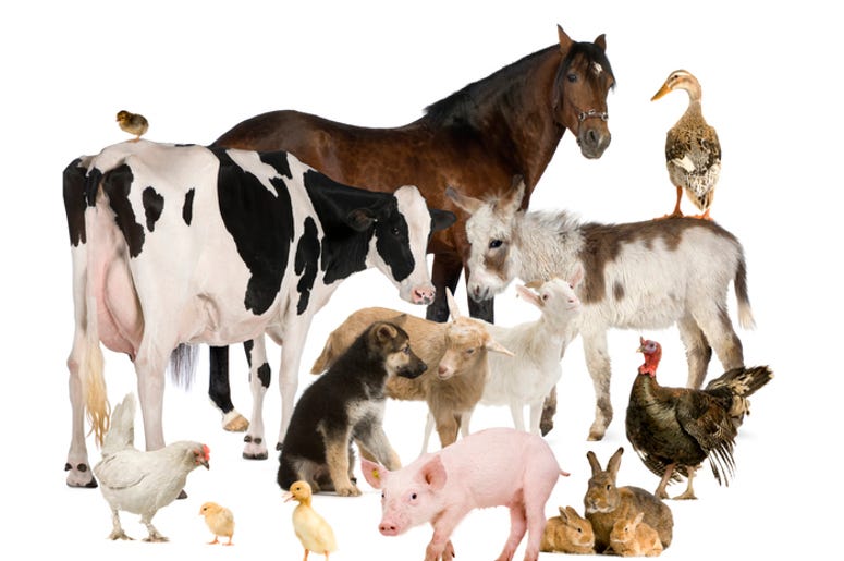 farm animals farm animals
